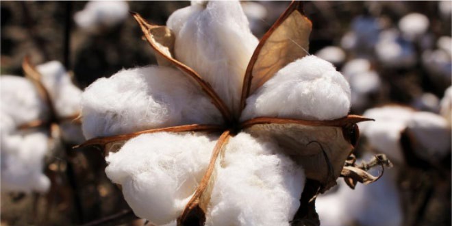 What is terminated seed technology-based bollygard seeds?