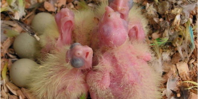 Why do birds have to warm their eggs to hatch them, while reptiles, don't?