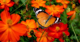 Why do butterflies have powder on their wings?