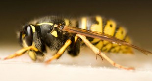 Why does a wasp sting result in swelling?