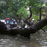A tree falls as a result of heavy rains at Dadar in Mumbai on June 19, 2015