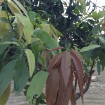 Mango Tree