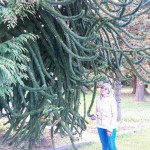 Monkey Tree