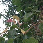 Peepal Leaves