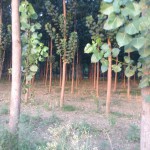 Poplar Tree Plantation in Yamunanagar