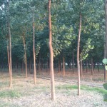 Poplar Tree Plantation in Yamunanagar