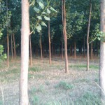 Poplar Tree Plantation in Yamunanagar