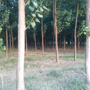 Poplar Tree Plantation in Yamunanagar