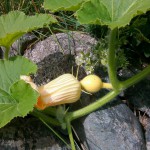 Pumpkin Plant