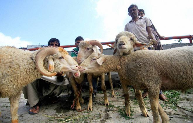 Sheep on sale ahead of Eid al-Adha festival in Jammu on September 23, 2015. Eid al-Adha in Kashmir falls