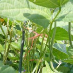 String Beans