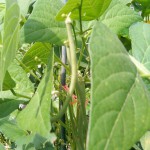 String Beans