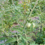 Tomatoes Plant