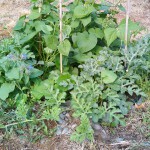 Watermelon Vines