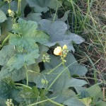 Zucchini Farming in Yamunanagar