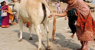 गौमूत्र और उसके फायदे