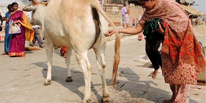 गौमूत्र और उसके फायदे