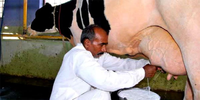 60 लीटर दूध देने वाली गाय