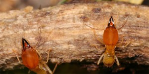 How does wood become termite-resistant?