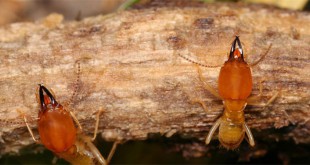 How does wood become termite-resistant?