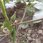 Lady Finger Plant