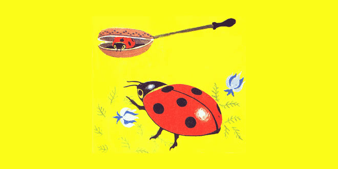 Ladybird