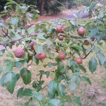 Pear Tree