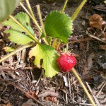 Strawberries Plant