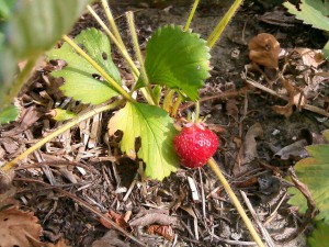 Strawberries Plant