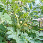 Watermelon Vines