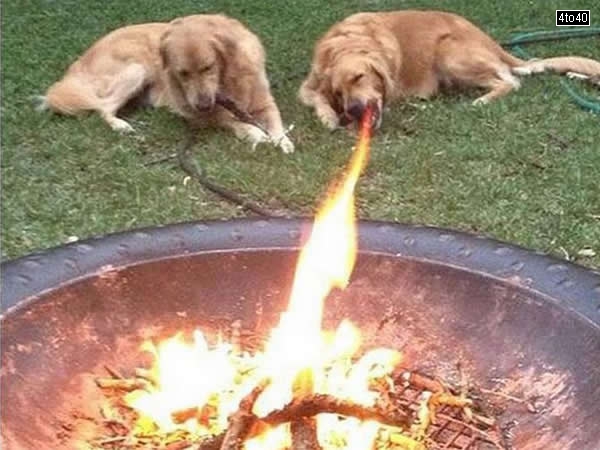 Fire Breathing Dog
