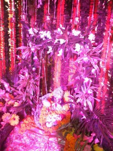 Idol of Lord Krishna is decorated in a jhoola or say palana