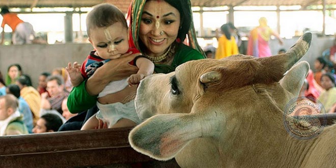 गोवत्स द्वादशी (बछवारस) व्रत