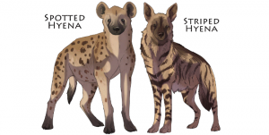 Types of Hyenas