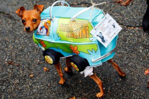 A dog takes part in the annual Halloween Dog Parade at Manhattan’s Tompkins Square Park in New York, US, on October 22, 2016.
