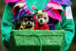 A reveller takes part with her dogs in the annual Halloween Dog Parade at Manhattan’s Tompkins Square Park in New York, US, on October 22, 2016.