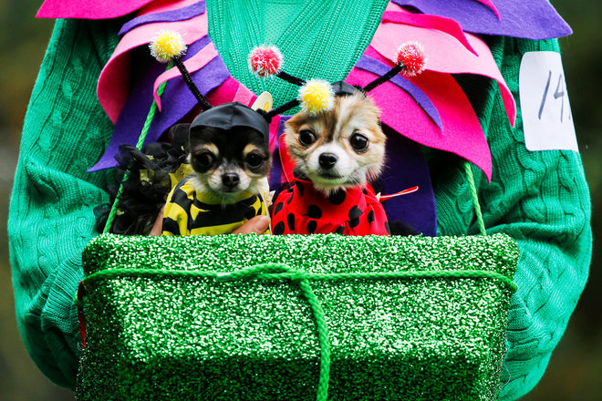 A reveller takes part with her dogs in the annual Halloween Dog Parade at Manhattan’s Tompkins Square Park in New York, US, on October 22, 2016.