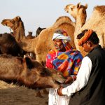 Traders try to control a camel at Pushkar Fair, where animals — mainly camels — are traded in Rajasthan on November 7, 2016.