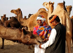 Traders try to control a camel at Pushkar Fair, where animals — mainly camels — are traded in Rajasthan on November 7, 2016.