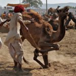 Traders try to control a camel at Pushkar Fair, where animals — mainly camels — are traded in Rajasthan on November 6, 2016.