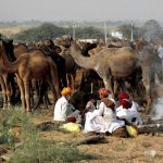 Traders wait to sell their camels at Pushkar Fair, where animals — mainly camels — are traded in Rajasthan on November 6, 2016.