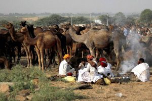 Traders wait to sell their camels at Pushkar Fair, where animals — mainly camels — are traded in Rajasthan on November 6, 2016.