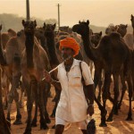 A trader arrives with his camels at the annual Pushkar fair in Rajasthan.