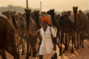 A trader arrives with his camels at the annual Pushkar fair in Rajasthan.