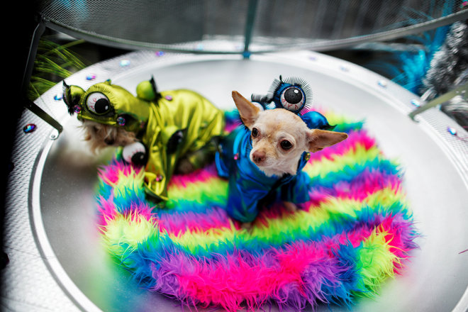 Dogs dressed as aliens take part in the annual Halloween Dog Parade at Manhattan’s Tompkins Square Park in New York, US, on October 22, 2016.