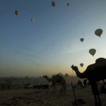Hot air balloons fly over camels at the Pushkar Fair in Rajasthan.