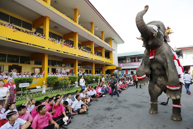 An elephant performs during a Christmas festival in a primary school in Ayutthaya, Thailand, on December 24, 2015