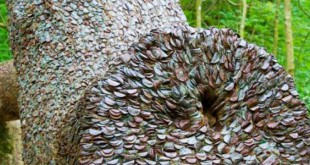 यूनाइटेड किंगडम के इस पेड़ पर सिक्के लगाने से पुरी होती है मनोकामनाएं