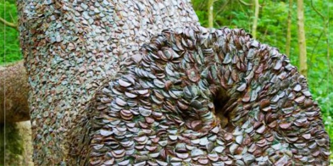 यूनाइटेड किंगडम के इस पेड़ पर सिक्के लगाने से पुरी होती है मनोकामनाएं
