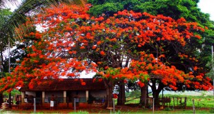 पड़ोस - ऋतुराज